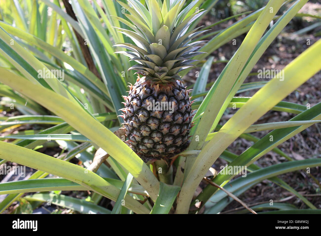 Grow Pineapple High Resolution Stock Photography and Images Alamy