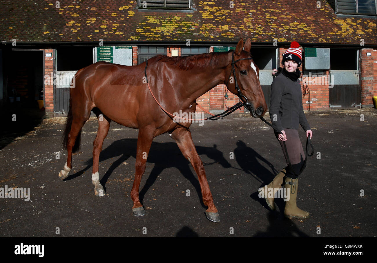 Silviniaco Conti during a stable visit to Manor Farm Stables, Ditcheat. Stock Photo