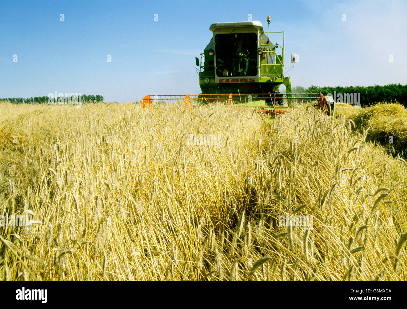 Combine the work of the harvest Stock Photo