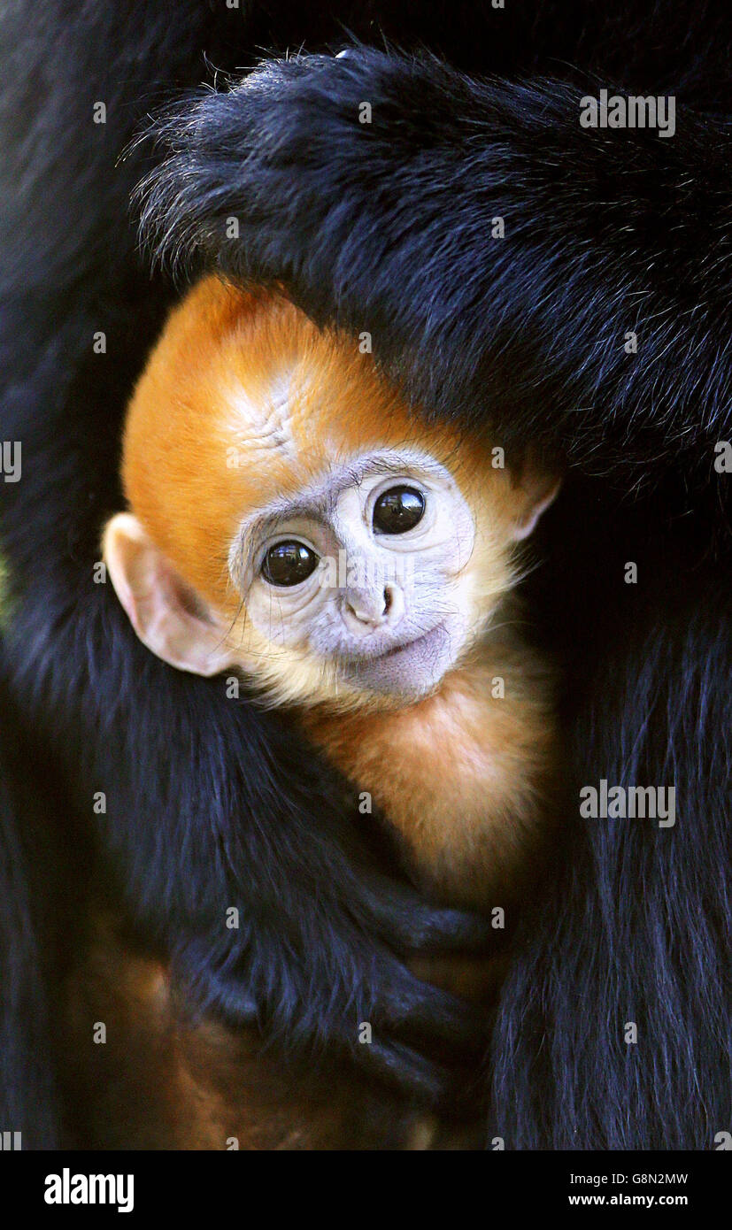 Baby Francois Langur Monkey Stock Photo Alamy