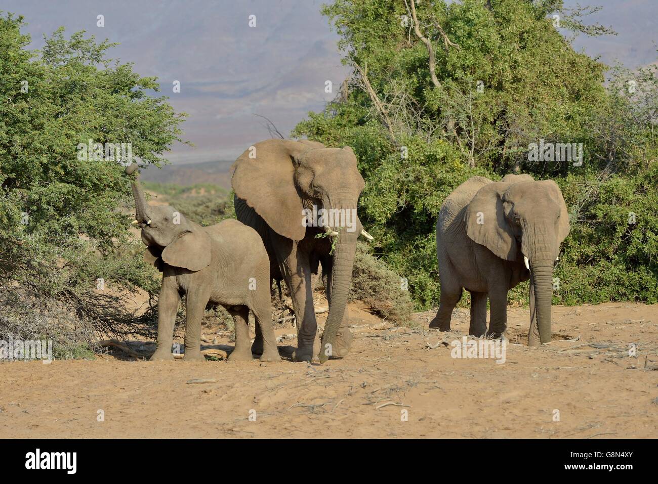 Desert elephants or African elephants (Loxodonta africana), in the dry riverbed of the Huab, Damaraland, Namibia Stock Photo