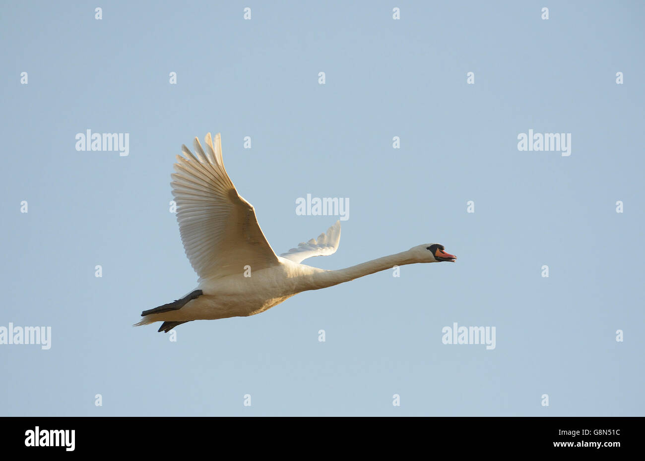 Flying Swan (Cygnus olor), Gross-Enzersdorf, Lobau, Danube-Auen National Park, Lower Austria, Austria Stock Photo