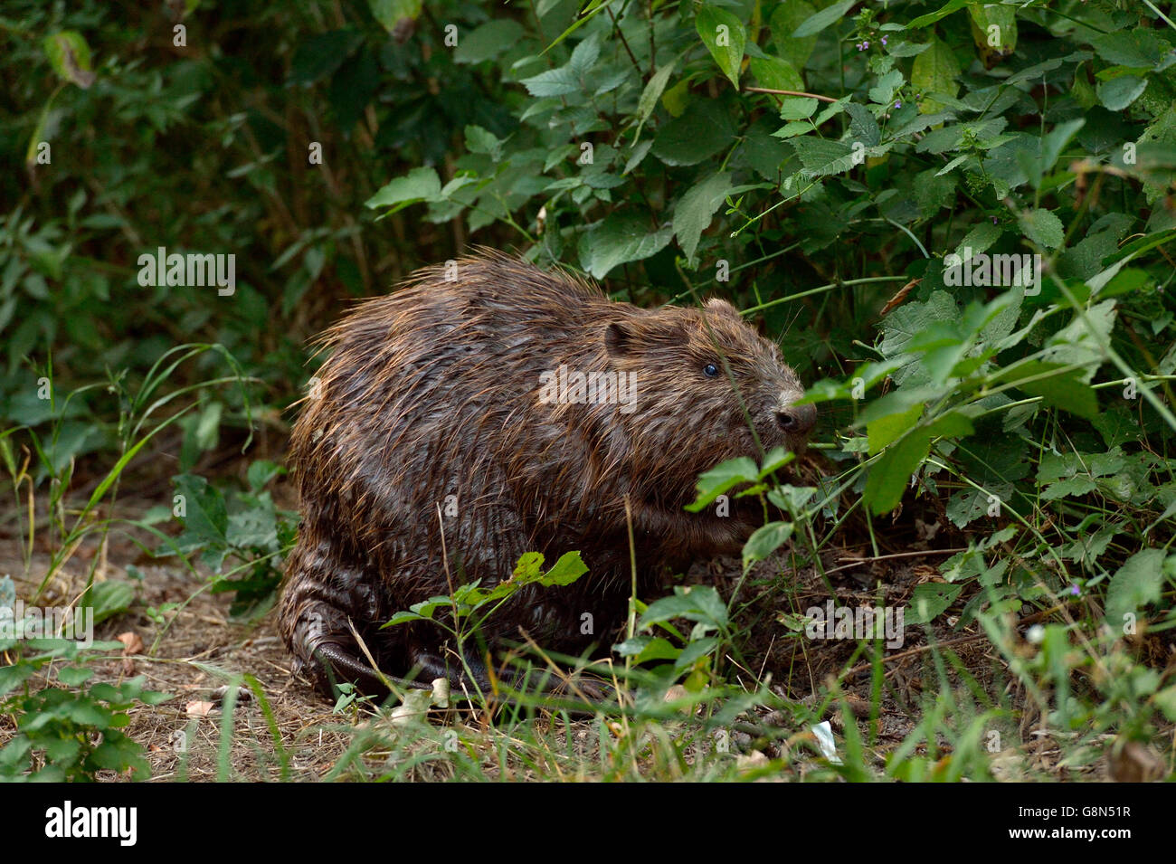 European beaver (Castor fiber) eating, Groß-Enzersdorf, Lobau, Danube-Auen National Park, Lower Austria, Austria Stock Photo