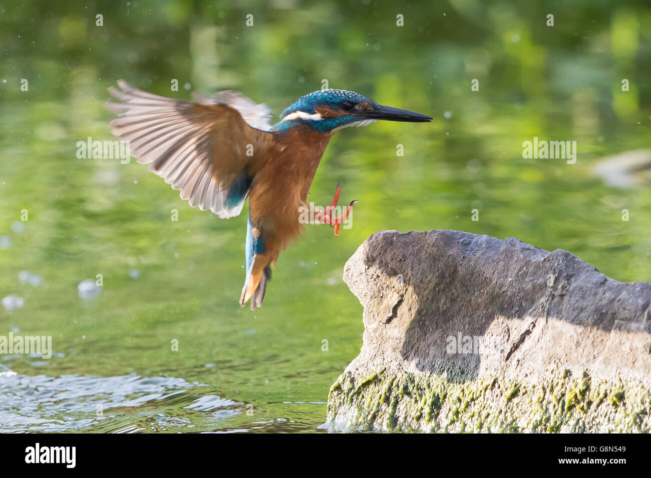 Kingfisher (Alcedo atthis) on landing approach to a stone, Hesse, Germany Stock Photo