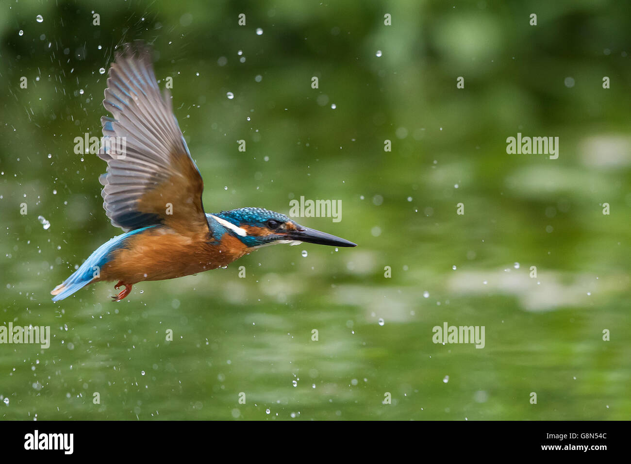Flying Kingfisher (Alcedo atthis) flying, with water drops, Hesse, Germany Stock Photo
