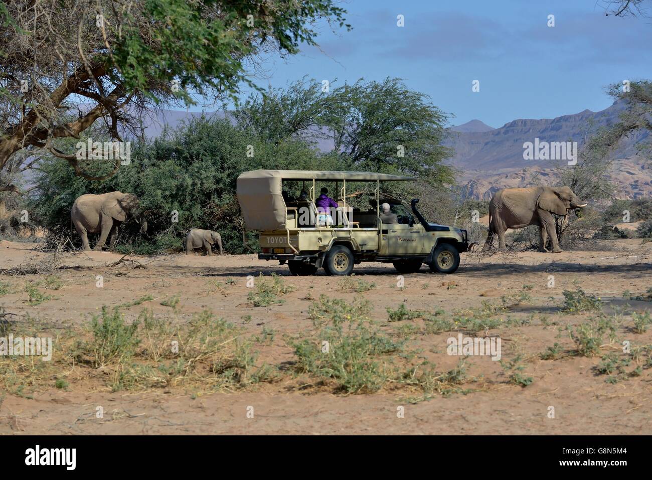 Tourists observing desert elephants, African elephants (Loxodonta africana), dry riverbed of the Huab, Damaraland, Namibia Stock Photo
