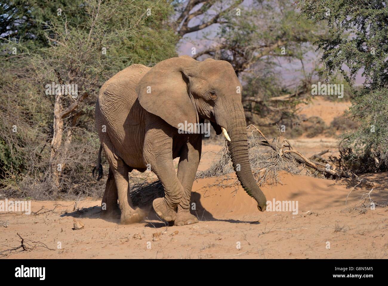 Desert elephant or African elephant (Loxodonta africana), dry riverbed of the Huab, Damaraland, Namibia Stock Photo