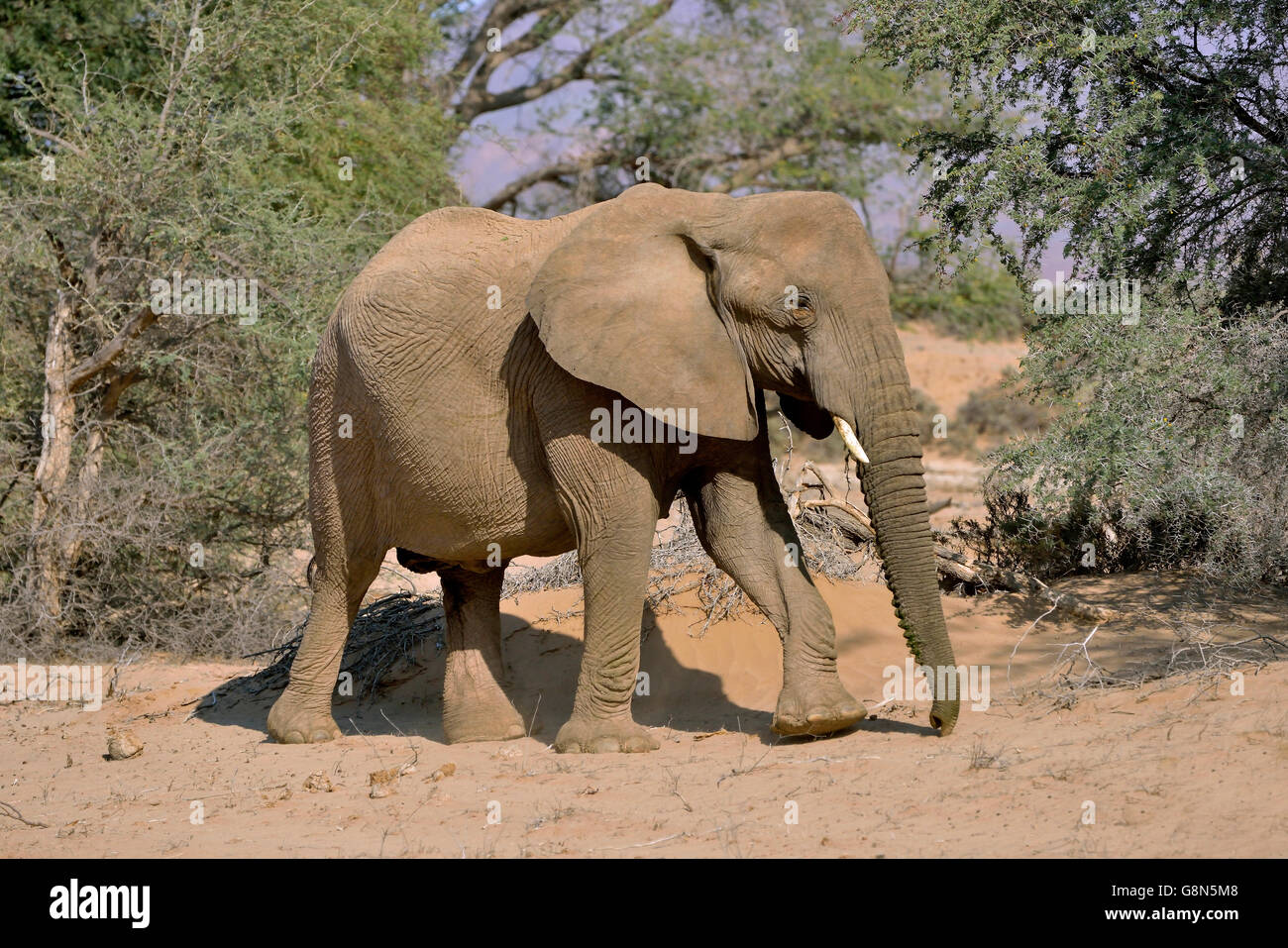 Desert elephant or African Elephant (Loxodonta africana), dry riverbed of the Huab, Damaraland, Namibia Stock Photo