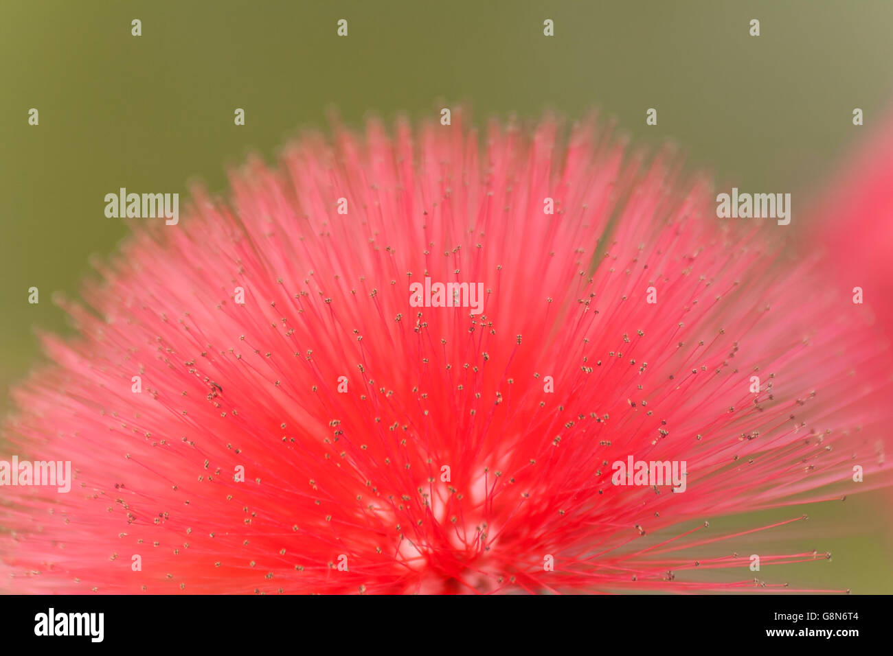 Closeup of a blooming bottle brush on a green background. Stock Photo