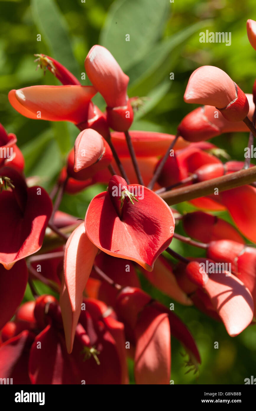 Erythrina crista-galli Stock Photo