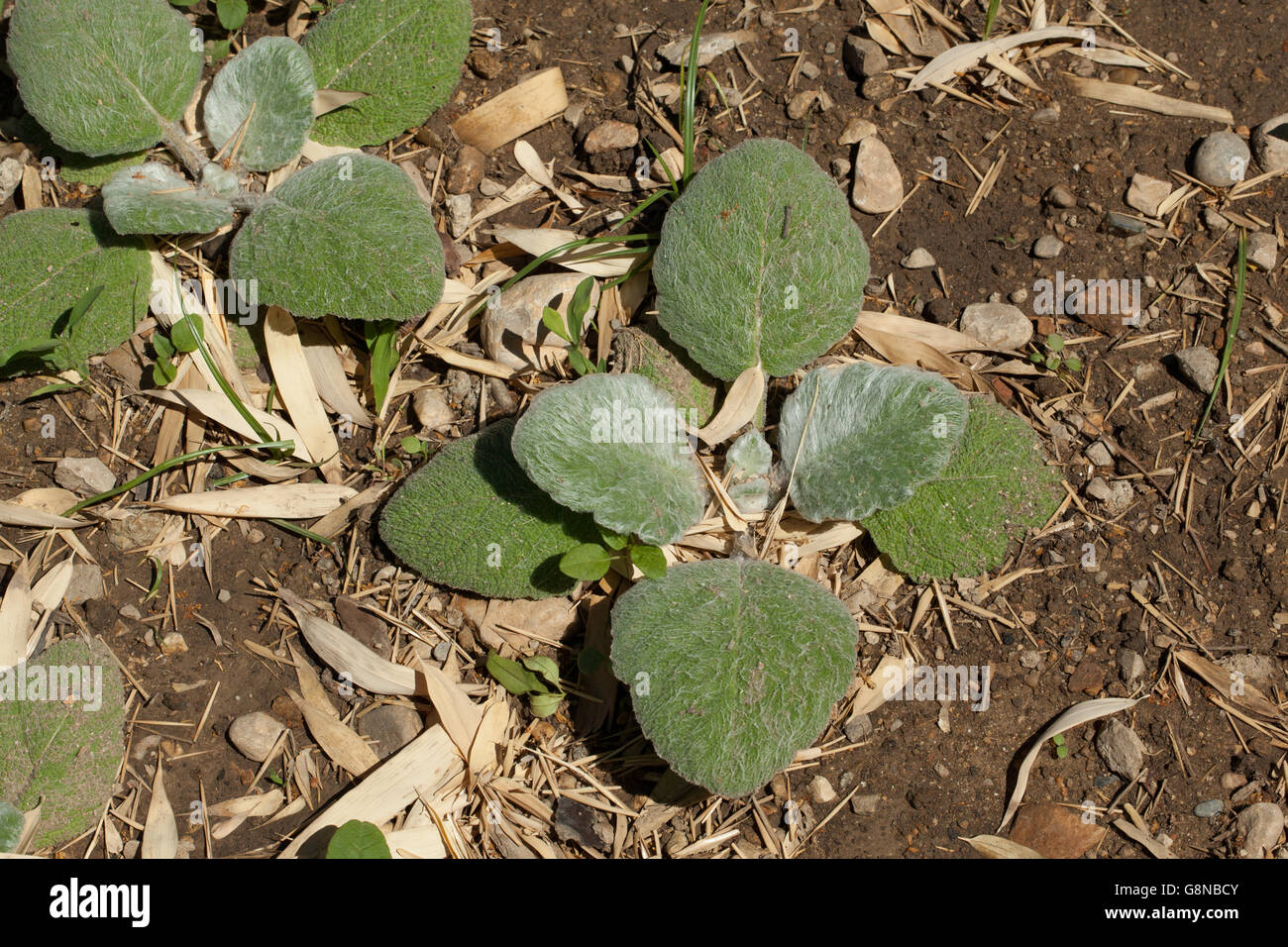 Salvia argentea Stock Photo