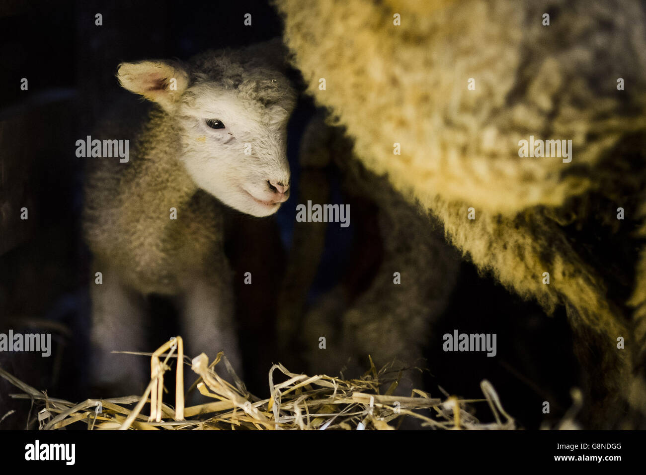 New baby lambs Stock Photo Alamy