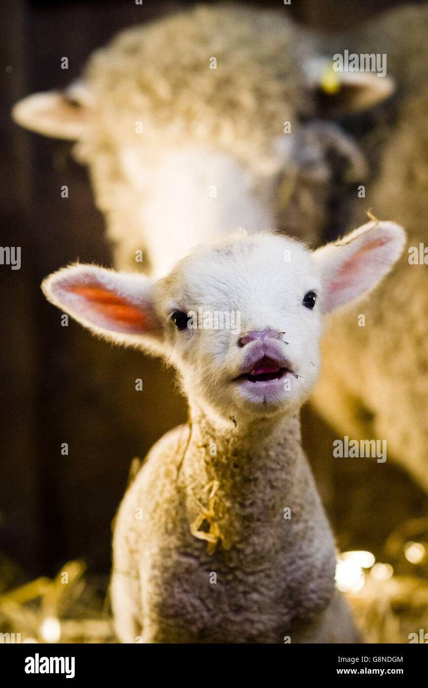 New baby lambs Stock Photo Alamy
