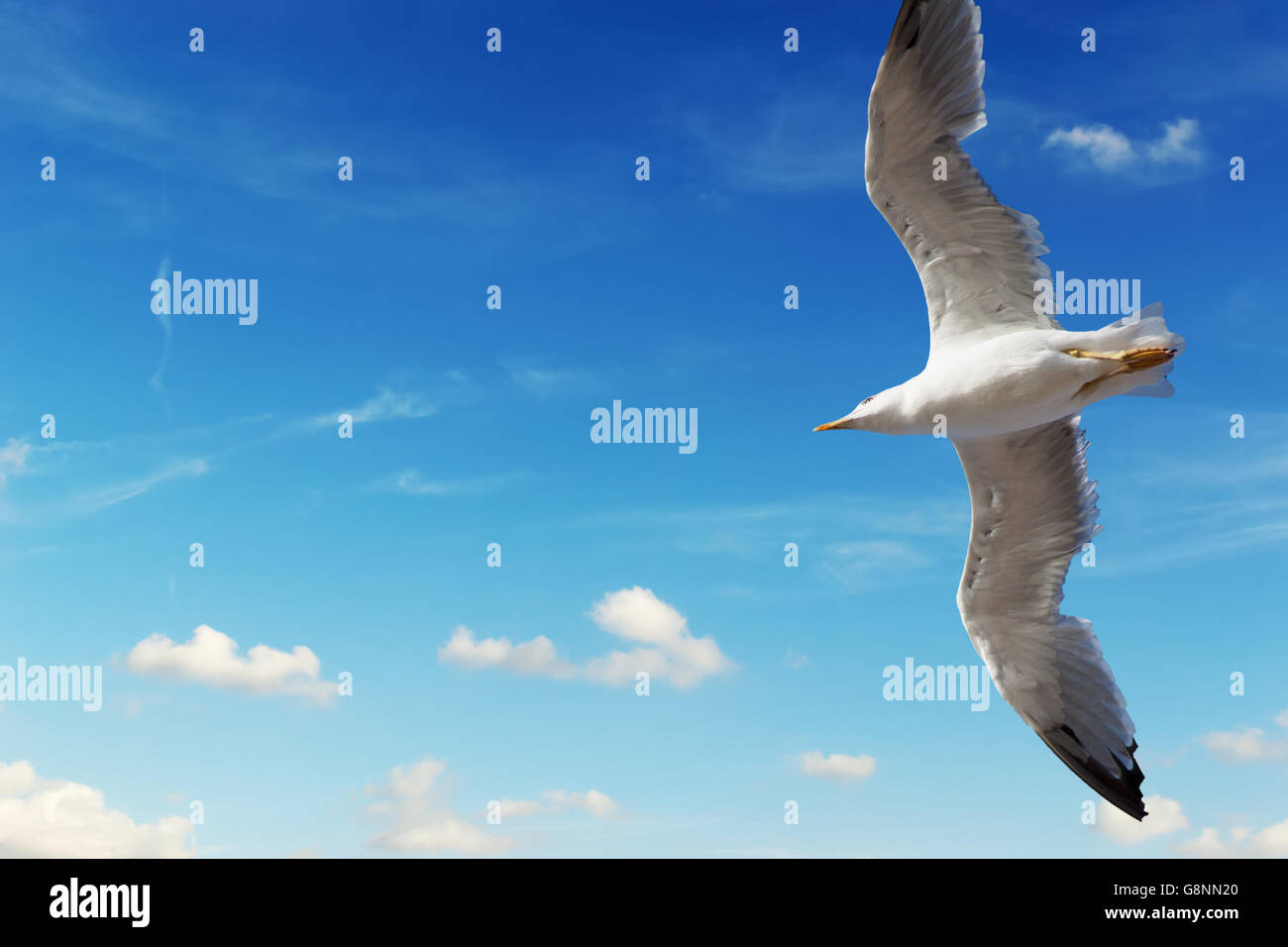 seagull flying in the blue sky Stock Photo - Alamy