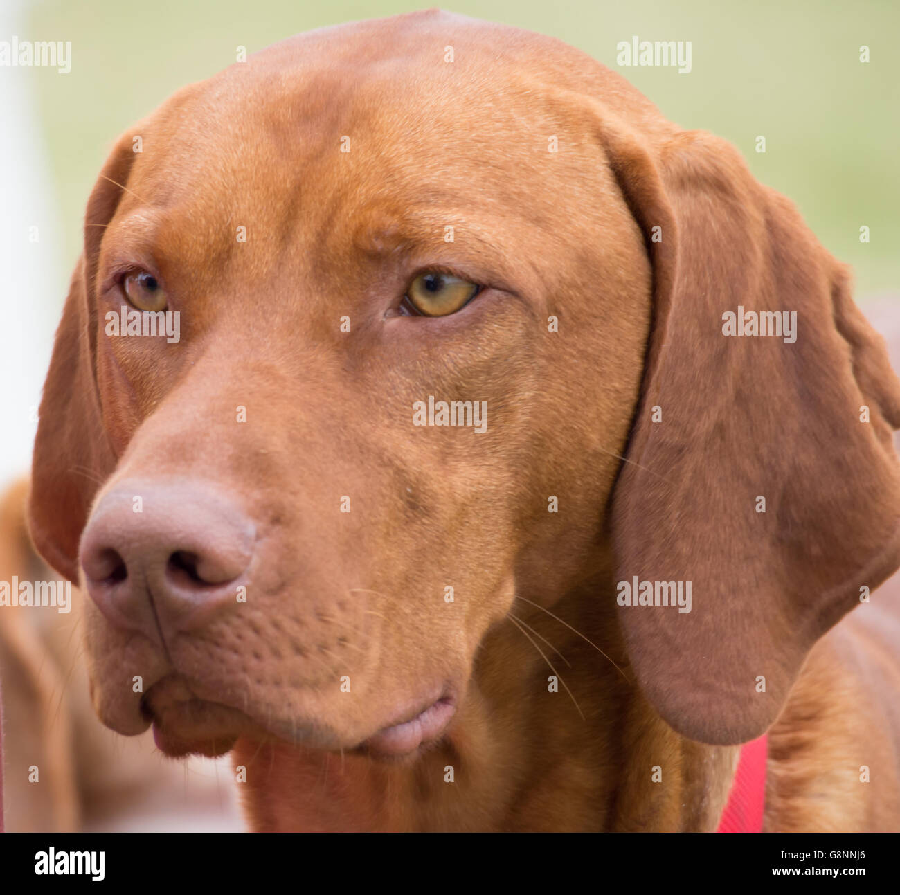 red nose hound