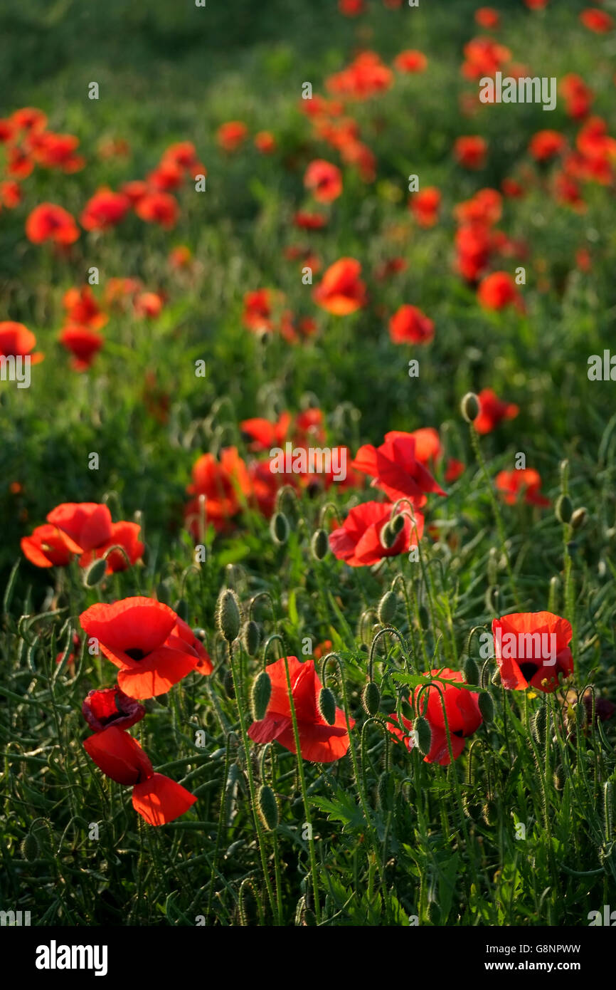 Red poppies wild in the British countryside Stock Photo