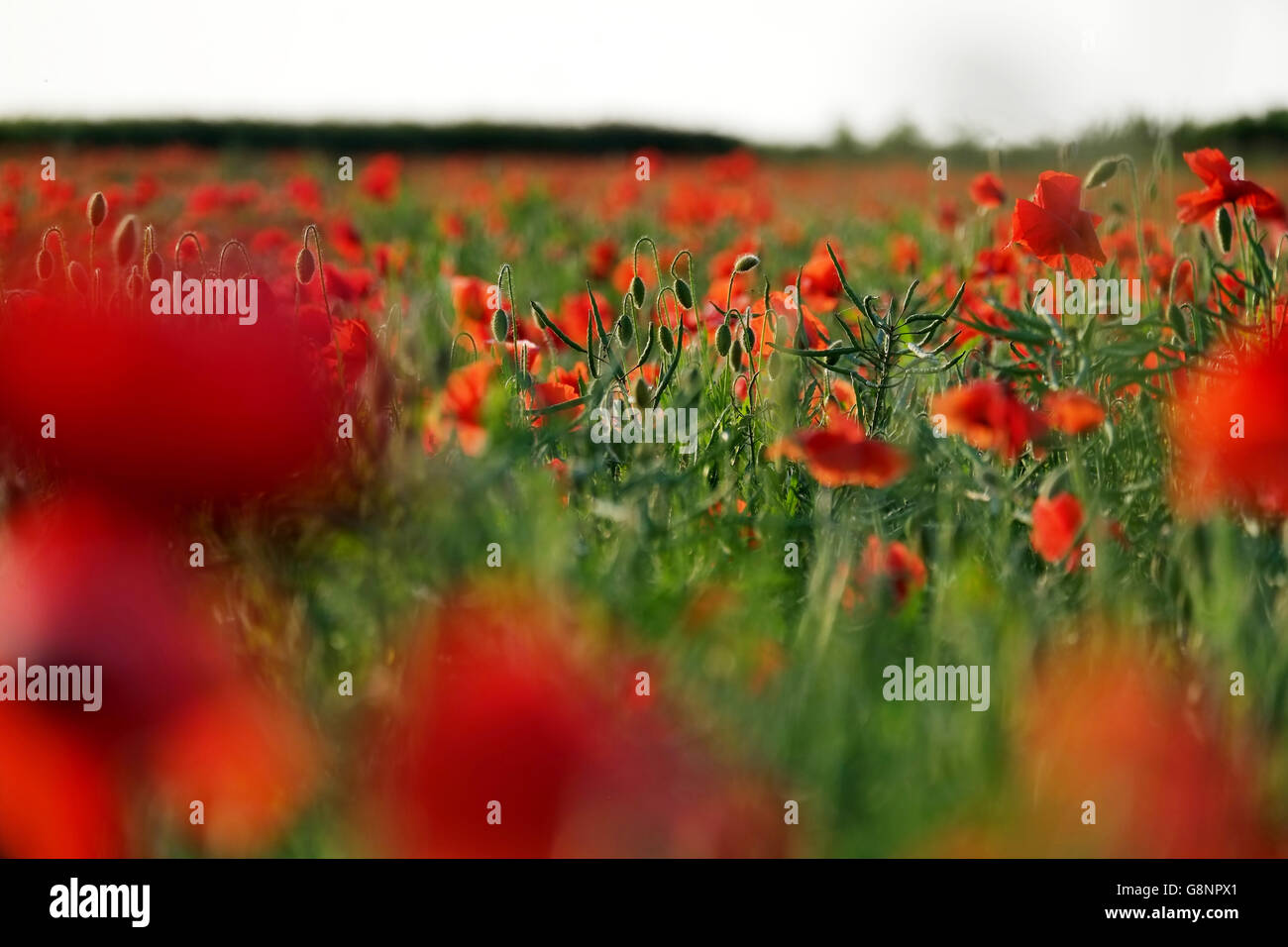 Field or meadow of poppies in English countryside in a landscape format Stock Photo