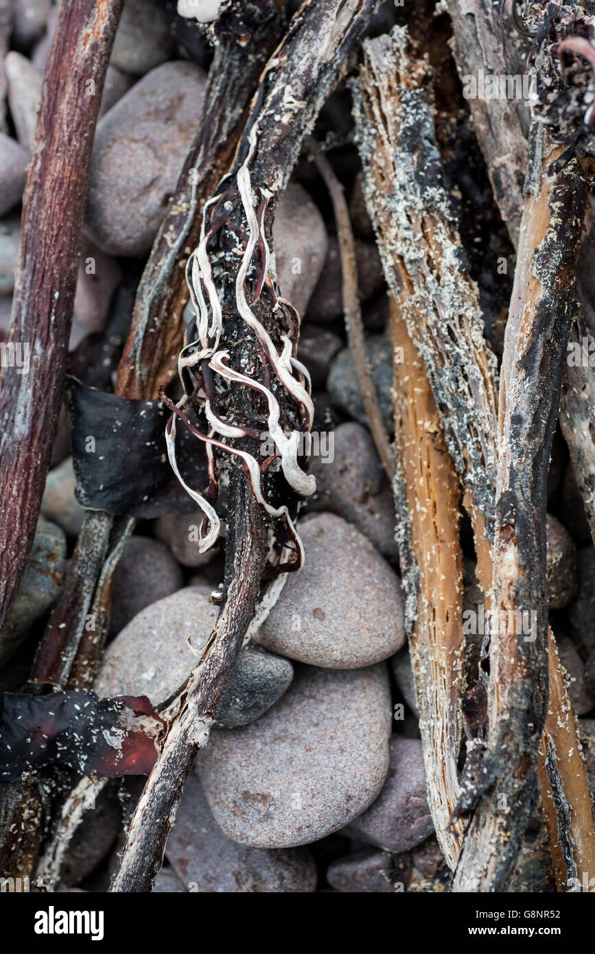 Dried kelp stems strewn around high tide mark on the rocks and pebbles of Gruinard Bay, Laide, Wester Ross, Scotland. Stock Photo