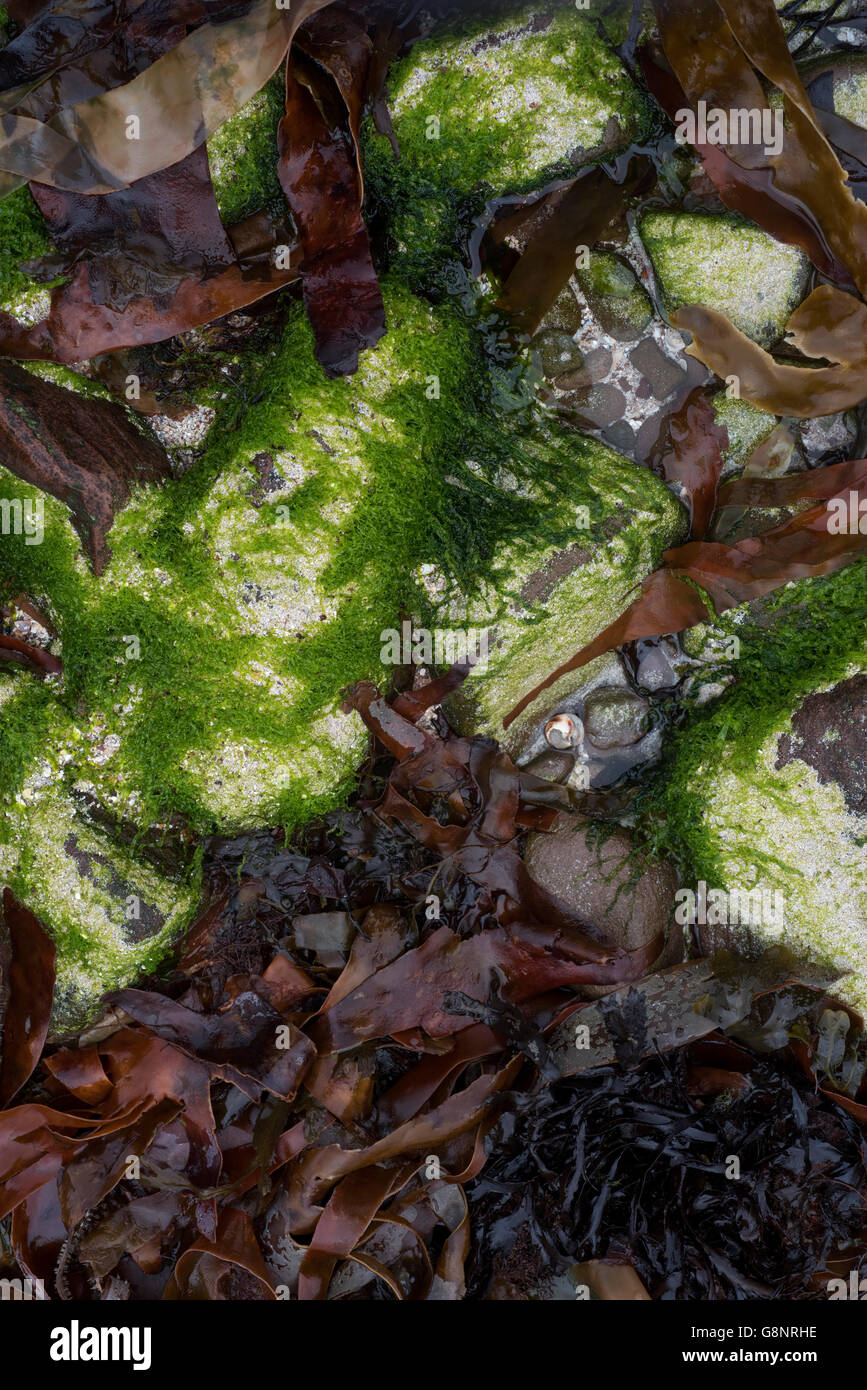 Sea Grass and other Weeds Stock Photo Alamy