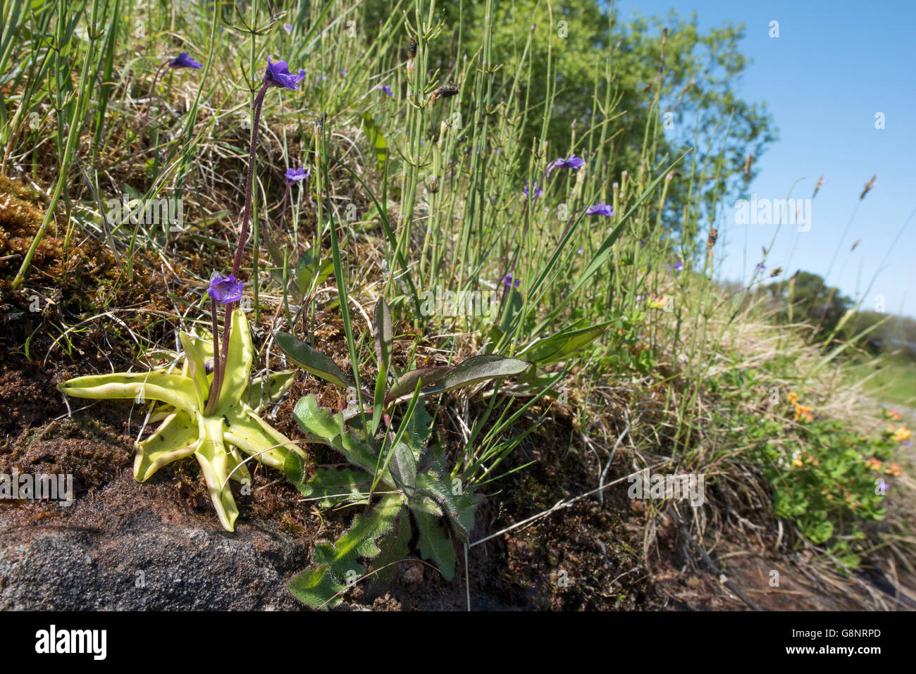 Common Butterwort or bog violet in its natural habitat, Laide, Wester Ross, Scotland. Stock Photo