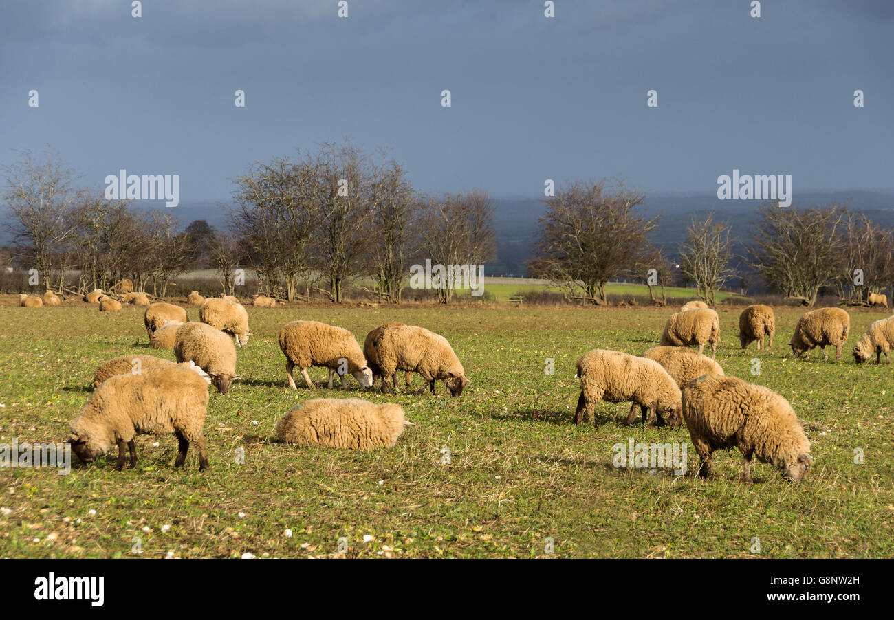 Sheep in a field in winter in the Cotswolds, England, UK Stock Photo
