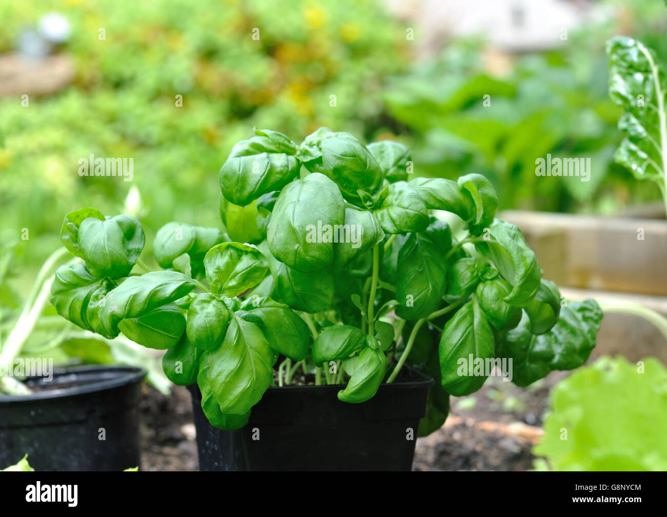 close on fresh leaves of basil in a flowerpot  in a vegetable garden Stock Photo