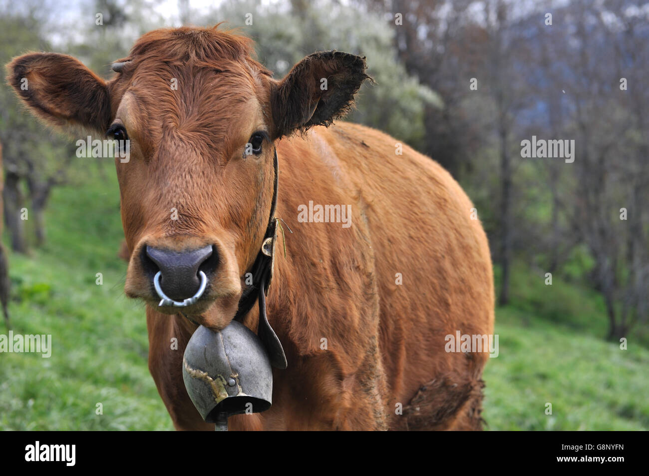 brown cow wearing a bell and ring Stock Photo Alamy