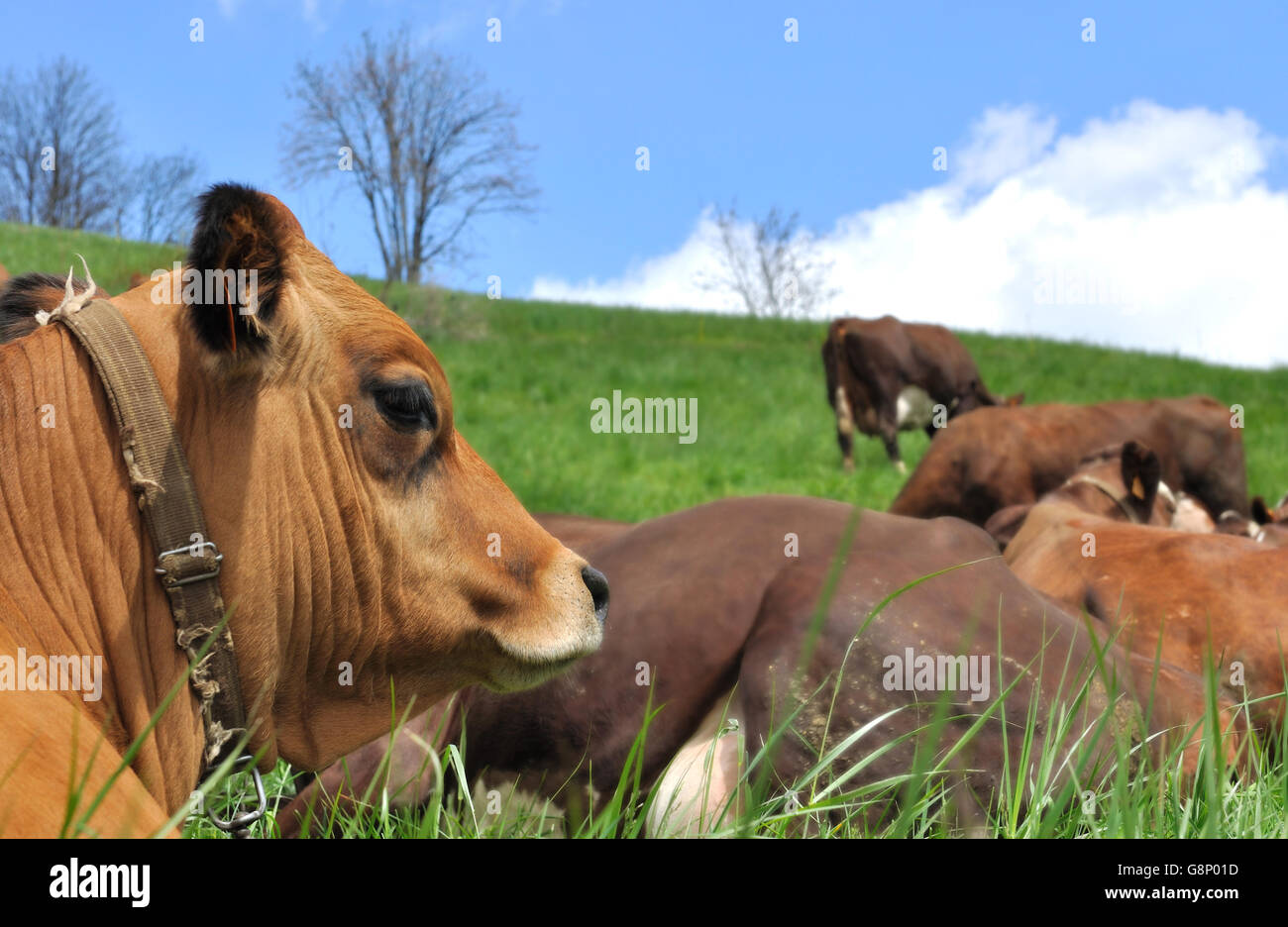 head of cow in front of lying caw in pasture Stock Photo - Alamy