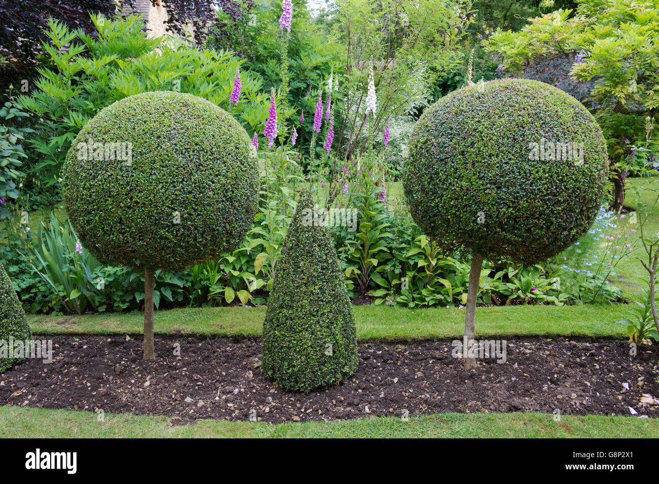Buxus sempervirens. Clipped common box in a cottage garden. Chipping Campden, Cotswolds, UK Stock Photo