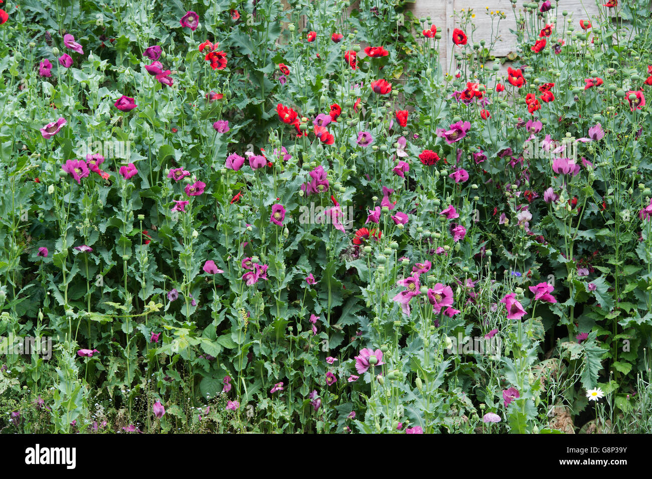 Growing Along Roadside High Resolution Stock Photography and Images - Alamy