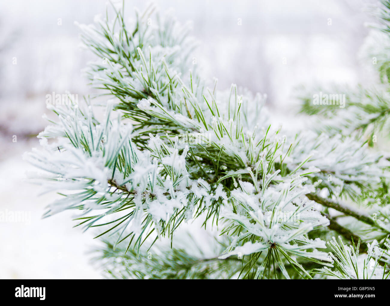 Pine branches covered in snow Stock Photo - Alamy