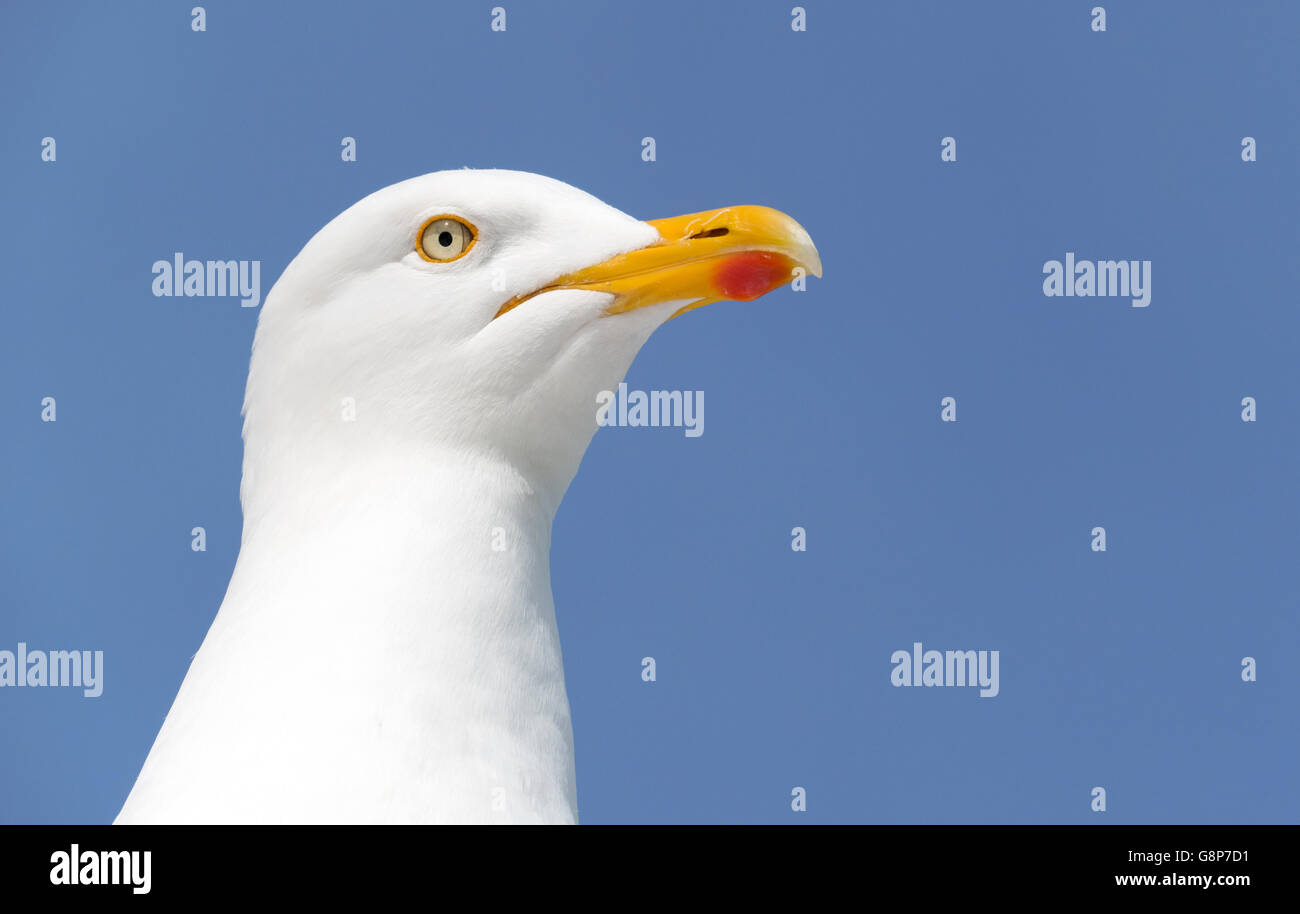 Seagull bird close up looking out to sea and big blue sky. Stock Photo