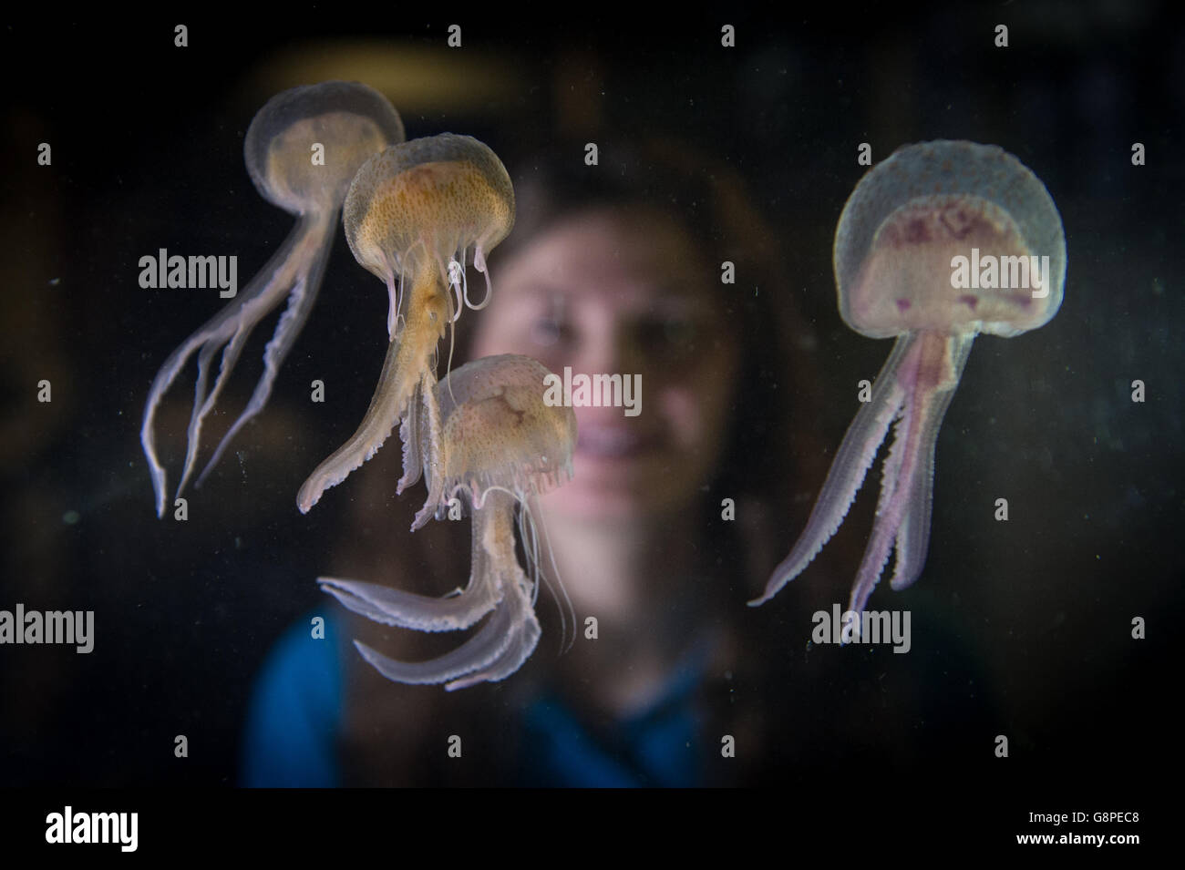 Aquarist, Ruth Chamberlain looks at Mauve Stinger jellyfish at Sea Life London Aquarium, in central London, as they are the first of the toxic jellyfish to go on display in the UK. Stock Photo