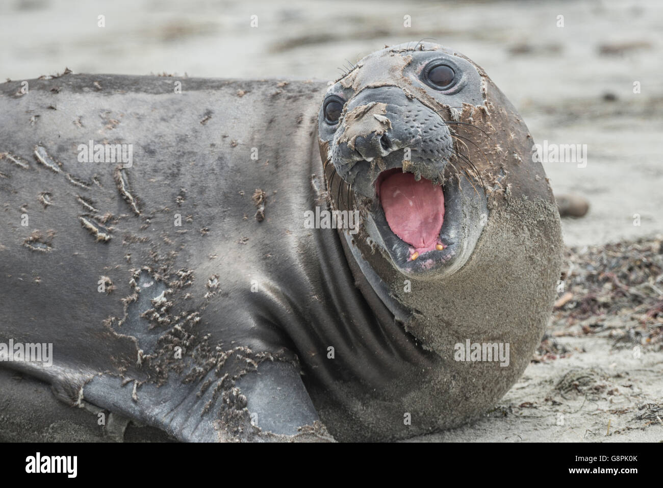 Northern elephant seal (Mirounga angustirostris) Stock Photo