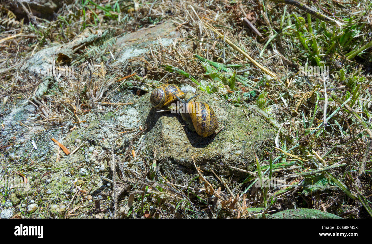 Snails in the field pairing Stock Photo