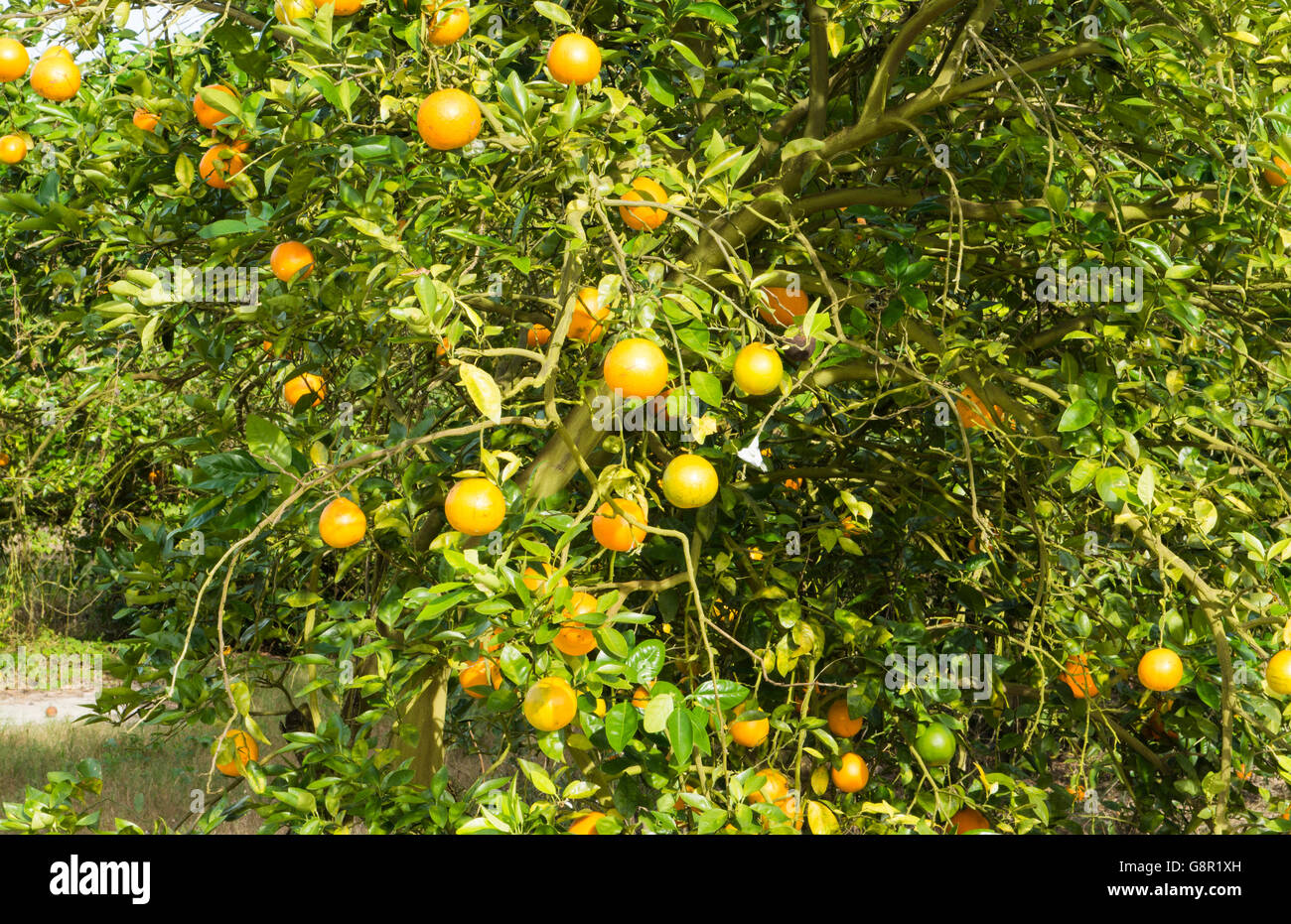 Oviedo Florida Chuluota orange groves farming with oranges on trees in sunshine Stock Photo