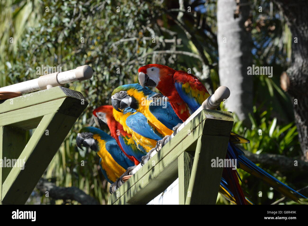 Macaws in Tampa Lowry Park Zoo Stock Photo