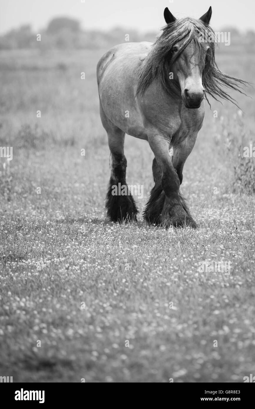 Black and white photo of European wild horses in the open field Stock ...