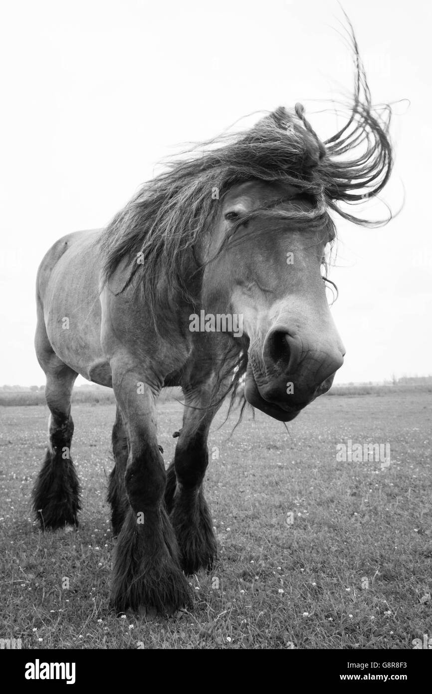 Black and white photo of European wild horses in the open field Stock ...