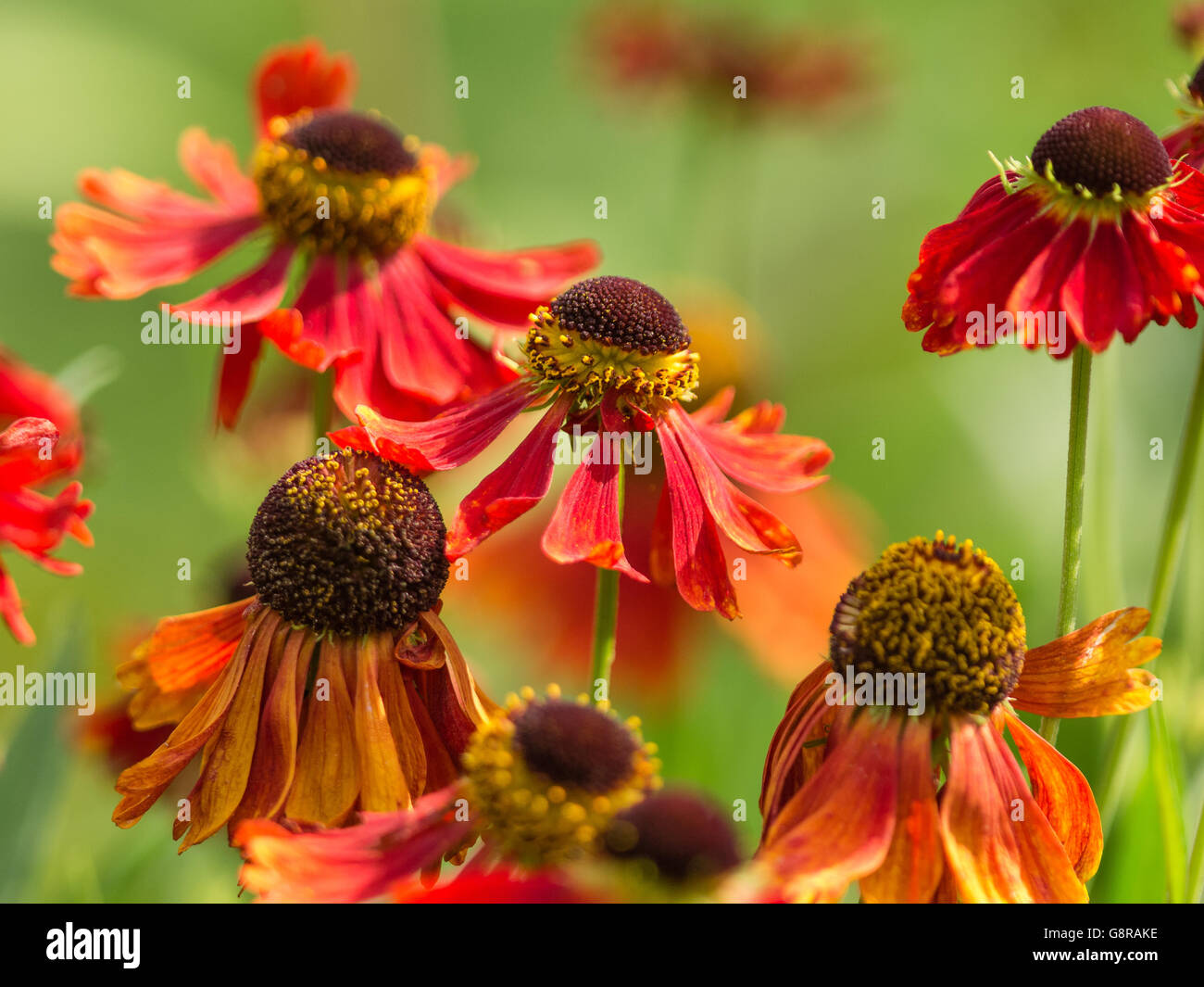 Red Helenium Flowers Stock Photo
