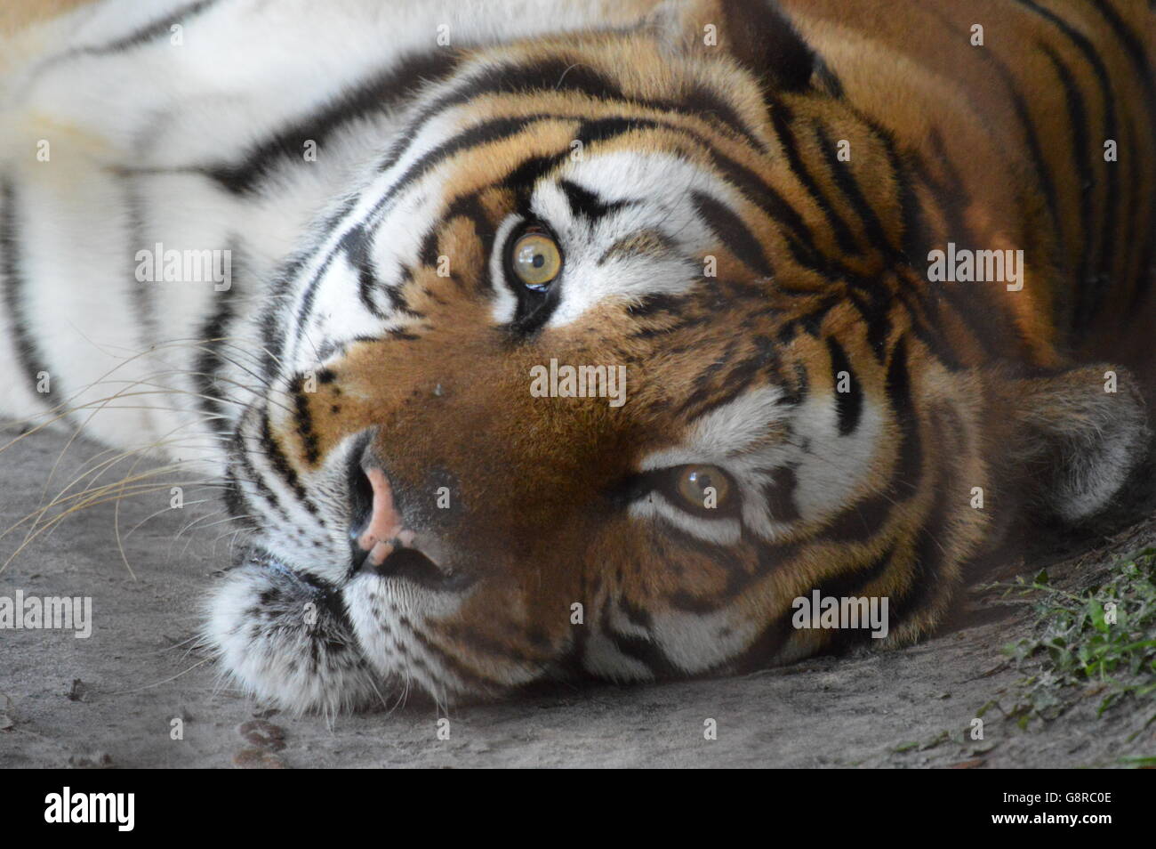 Tiger in Big Cat Rescue Stock Photo