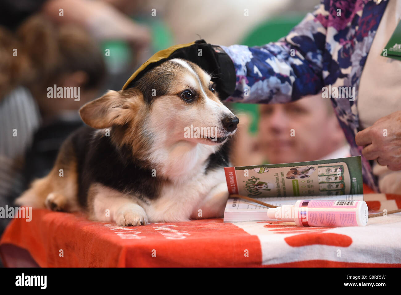 Crufts corgi 2025