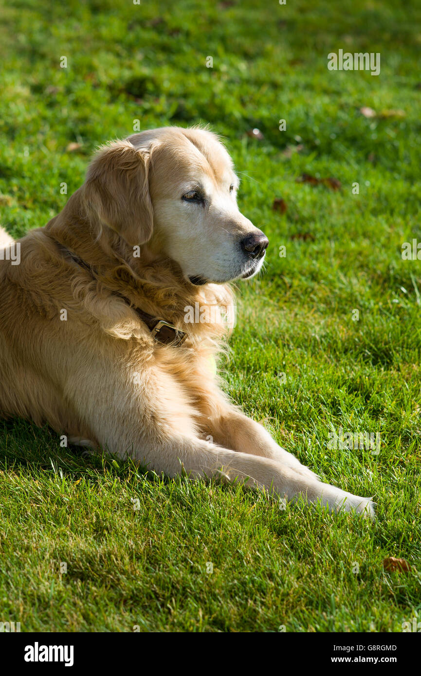 Golden retriever grass hi-res stock photography and images - Alamy