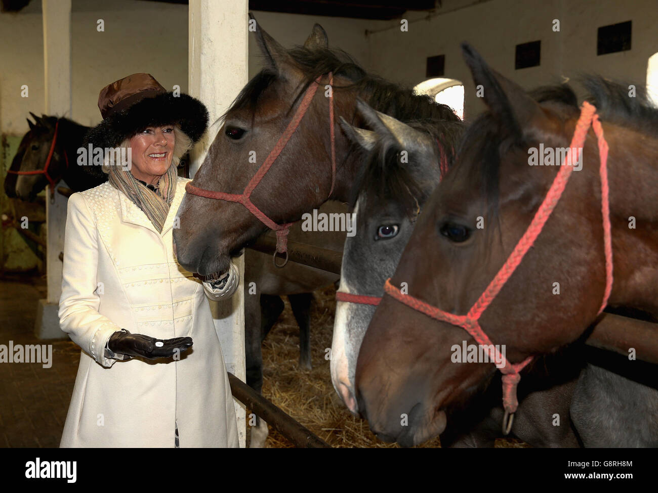 The Duchess of Cornwall offers a horse a mint as she visits Dakovo State Stud Farm in Osijek, Croatia, on the second day of her tour of the Balkans with the Prince of Wales. Stock Photo