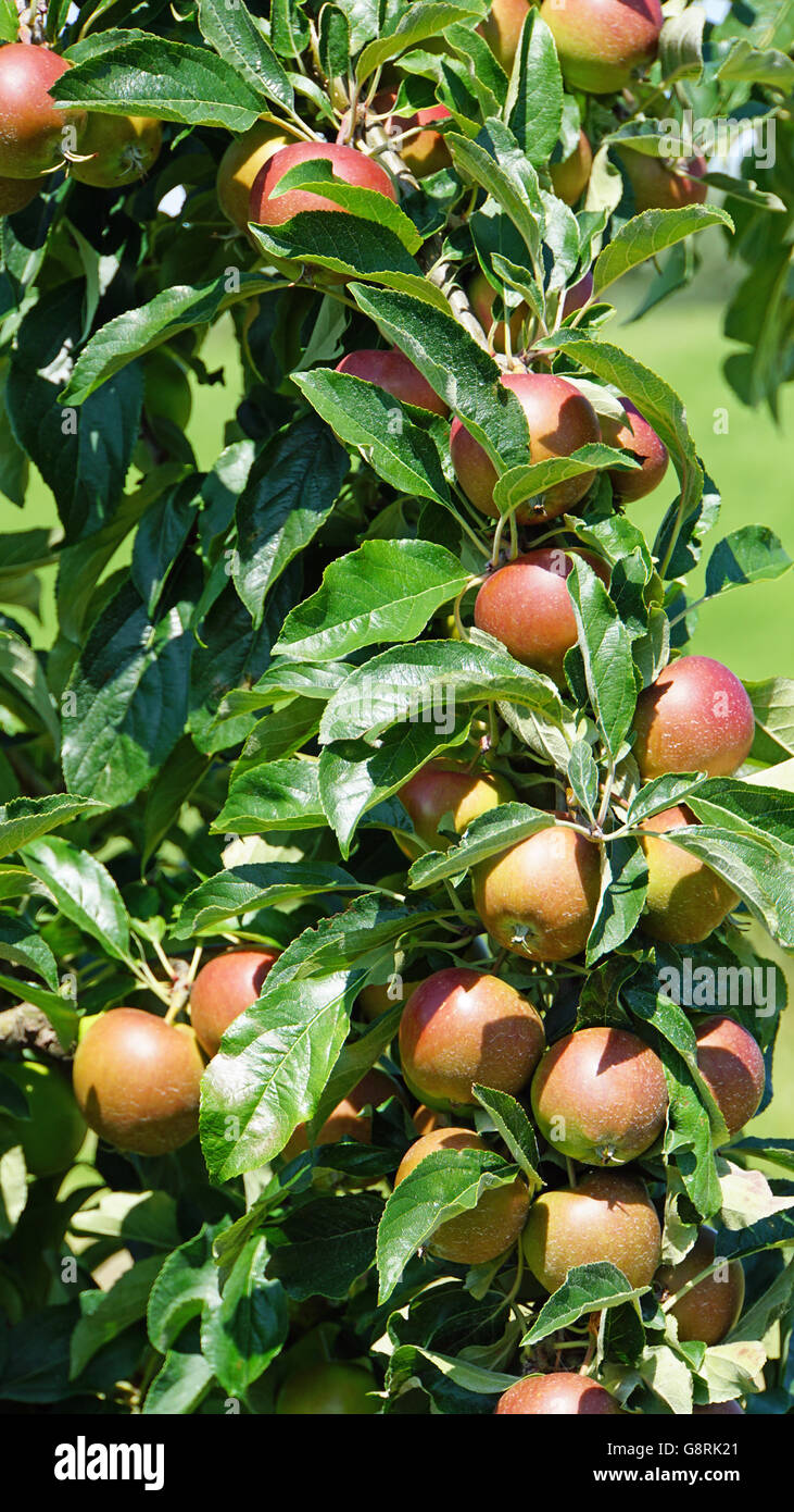 apple tree in altes land in germany Stock Photo Alamy