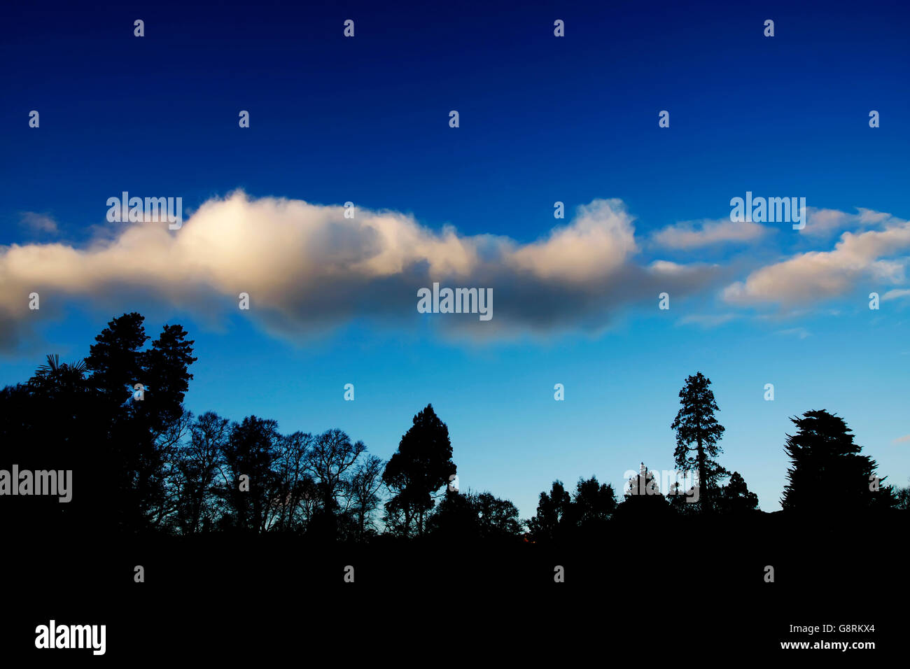 Silhouetted trees against a blue sky and white clouds Stock Photo - Alamy
