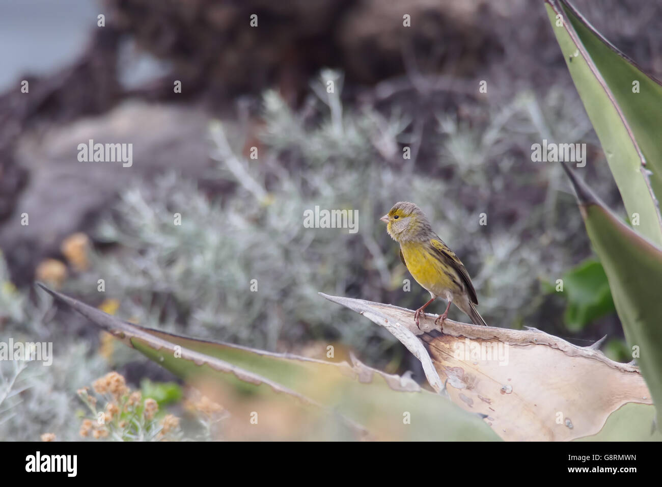 Atlantic canary (Serinus canaria), Tenerife, Canary Islands, Spain Stock Photo