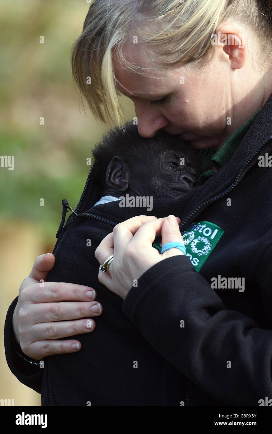 Bristol Zoo's seven-week-old baby gorilla Afia, born by emergency caesarian section, emerges outside for the first time in a sling worn by her keeper Lynsey Bugg, Assistant curator of Mammals. Stock Photo