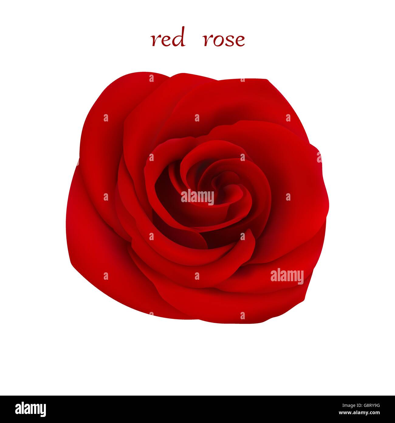 Rose Stock Vector Images Alamy