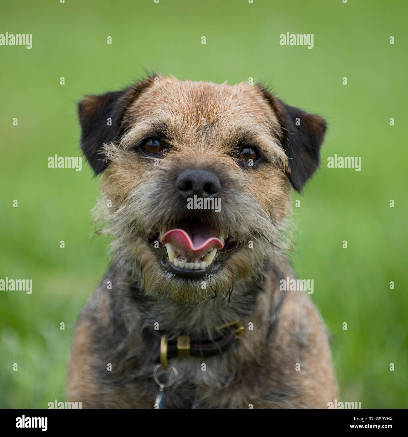 border terrier Stock Photo
